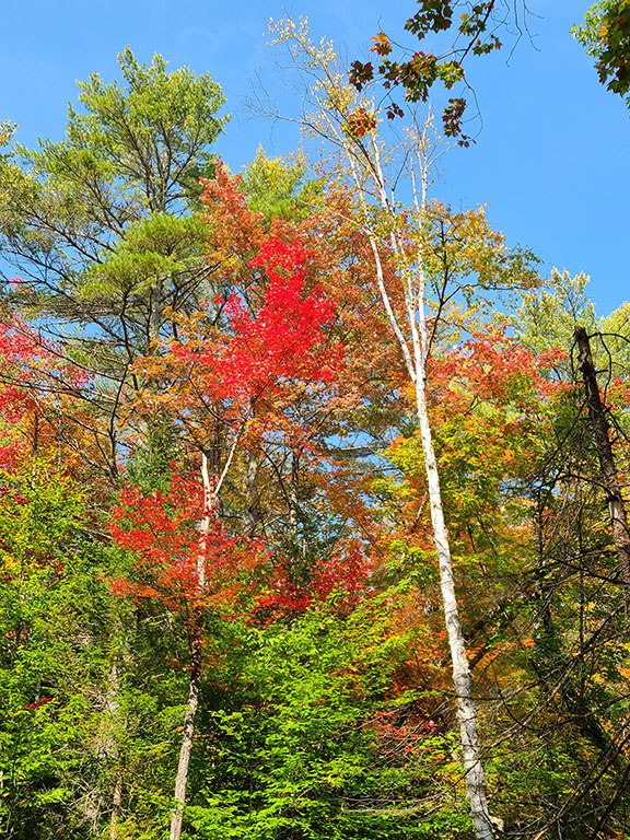 FoliageNetwork's tweet photo. Great day at Palmer Pond, near Riparius, NY in New York's Adirondack Mountains. See more at https://t.co/obZR6KWPx0! #fallfoliage #fall2020 #fall #autumn #autumn2020 https://t.co/VAmBy6F5hh