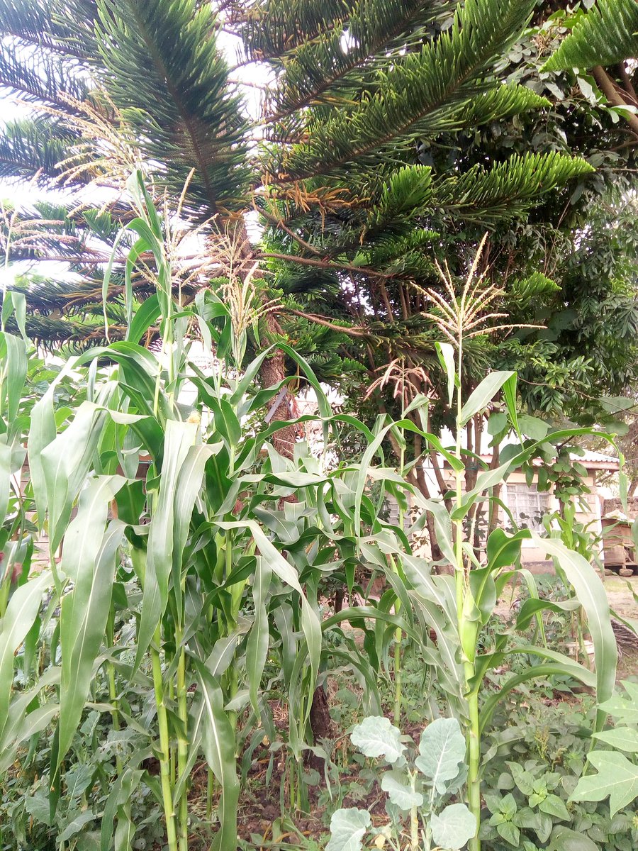 KalukiPaul's tweet photo. @GreenTreasuresF Today, we are faced with the challenge of ensuring #FoodSovereignty for our populations. Join us and let us work with our local communities to drive sustenance in local production-supply systems &amp; #restoration #reforestation #WaterSovereignty 

Reach out via DM^ https://t.co/FUzxwNc3w7