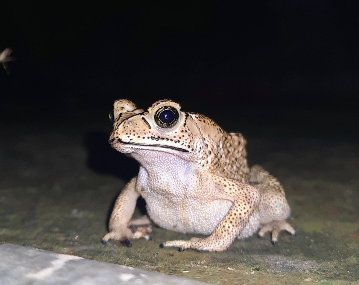 mohammad_gonii's tweet photo. Asian Common Toad https://t.co/wmsYM6eB7d