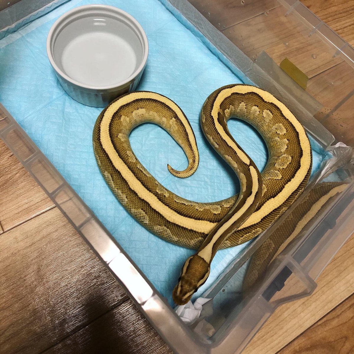 road533310's tweet photo. 脱皮🕺🏻
#ballphython #ボールパイソン #reptiles #爬虫類 #爬虫類好きと繋がりたい #ペット #breed #road https://t.co/wZWmBoUnMW