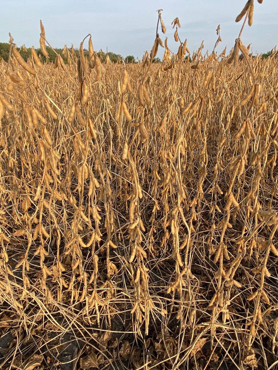 BoersenRoger's tweet image. Always wondered what 80 bushel beans looked like. Pretty good average on 300 acres S07-K5X