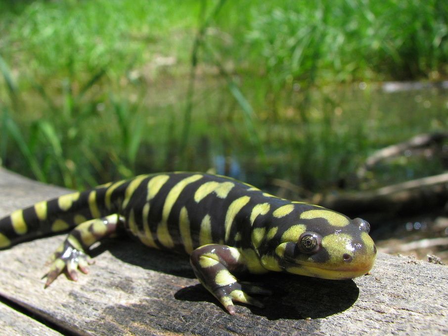 June Egbert: Tiger SalamanderTiger Salamanders are one of the largest salamanders in North America. In their larval stage, they look a lot like axolotls, and live fully in the water. After metamorphosis, they lose their external gills.