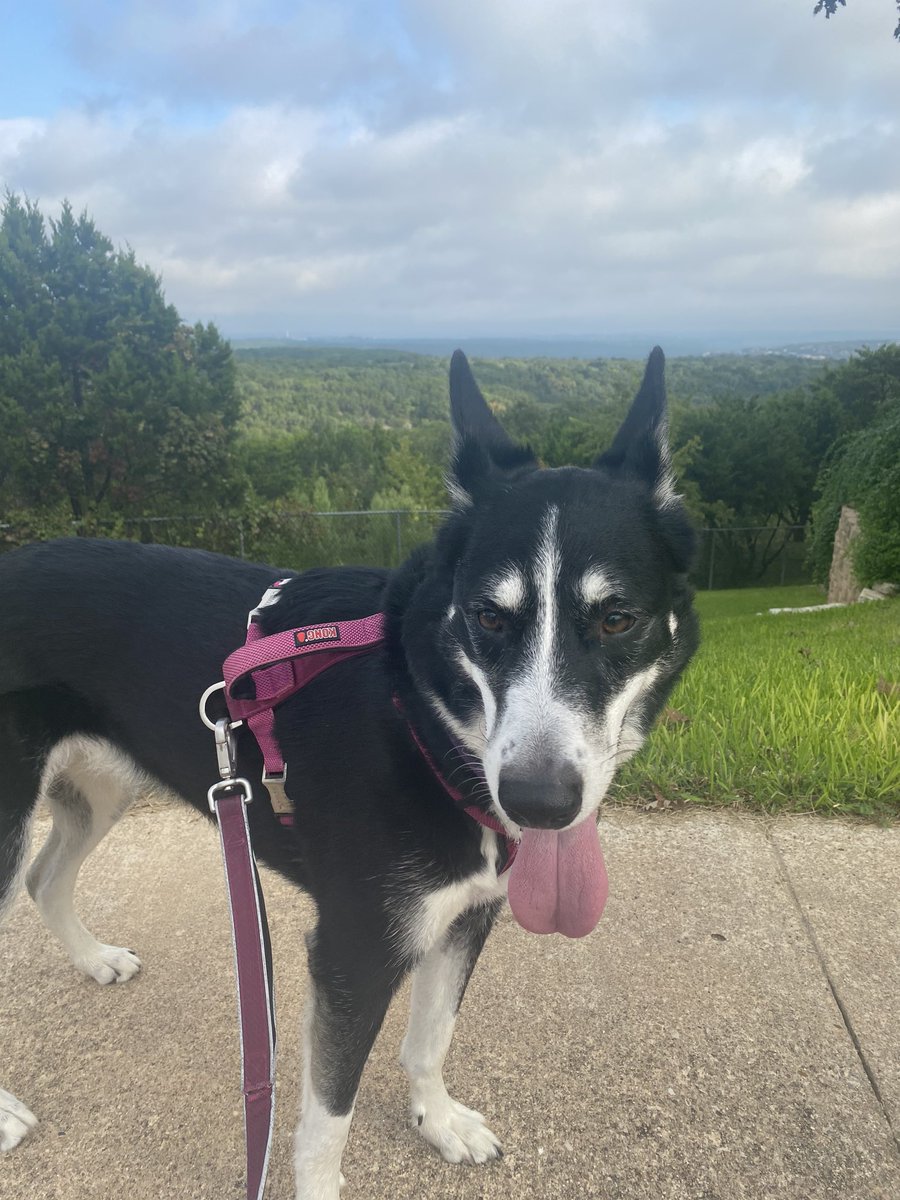 LipidCNS's tweet photo. This #NLAStepChallenge has opened my eyes to not take for granted this beautiful place I live! Lucy certainly appreciates this! This is my backyard ❤️ https://t.co/djx7aO1Cdp