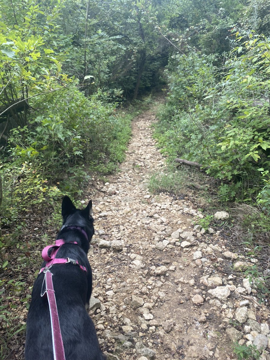 LipidCNS's tweet photo. This #NLAStepChallenge has opened my eyes to not take for granted this beautiful place I live! Lucy certainly appreciates this! This is my backyard ❤️ https://t.co/djx7aO1Cdp
