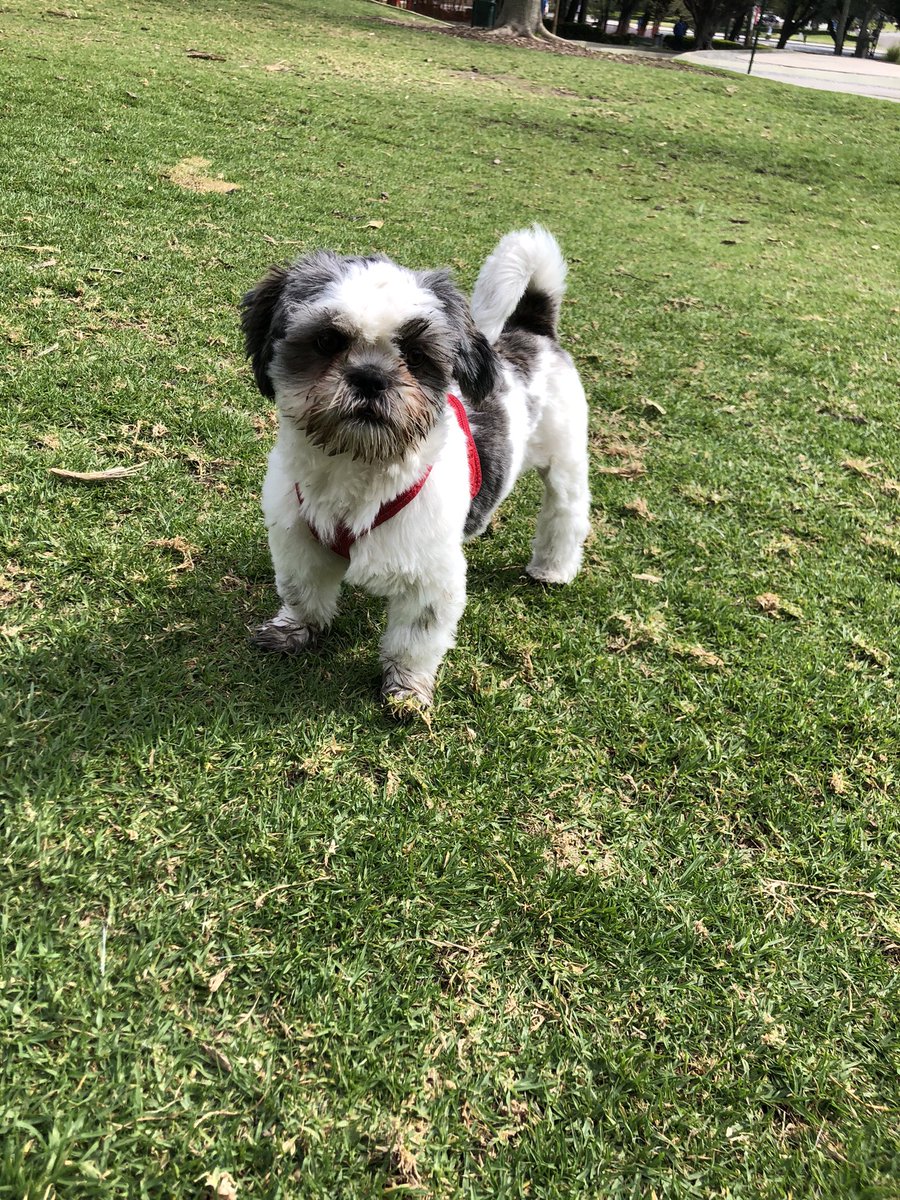 paomorejon's tweet image. #CocoBella style
From Argentina 🇦🇷 Oreo 🐶