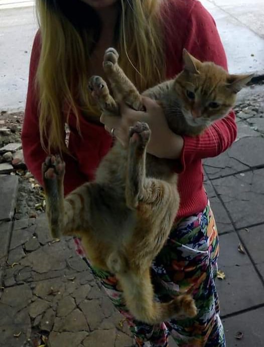 carinaconc1's tweet photo. @AdopciondeGato1 Seguimos buscando la familia de este Michi! Está en la puerta de casa. Zona Bernal Oeste. Es machito, no está castrado, muy dócil. O quien pueda cuidar hasta que aparezca una familia ?Gracias!!! https://t.co/W4NoNsDwQv