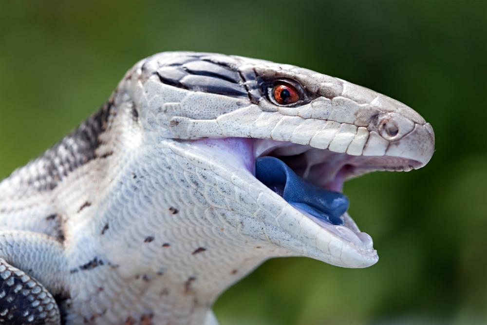 Dave Strider: Blue-Tongued SkinkBlueys use their bright blue tongue as a defense mechanism, to scare off predators. They are ground dwelling omnivores that will eat just about anything they can find or catch!