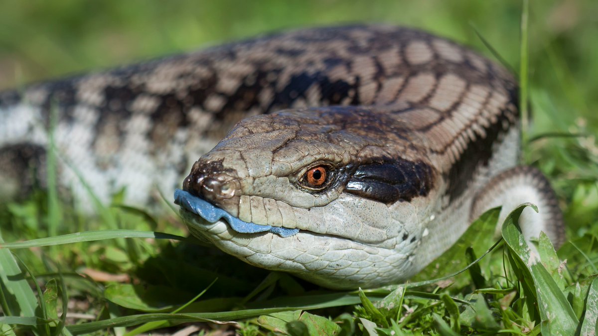 Dave Strider: Blue-Tongued SkinkBlueys use their bright blue tongue as a defense mechanism, to scare off predators. They are ground dwelling omnivores that will eat just about anything they can find or catch!