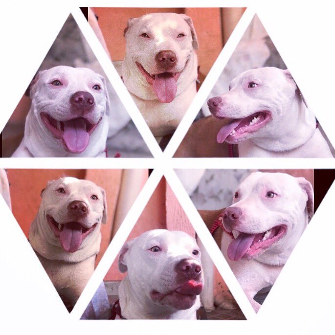 AnaCarolPeres88's tweet photo. Passando pela sua time-line pra alegrar seu sábado. Chuva de carisma, chuva de abuso, chuva de beleza. Nossa Fiona 🐶

#petlovers #pet #pitbull #pitbullsofficial #amorporela #filhapet🐶 #Fiona😍 https://t.co/j5hkQ8D0Yt