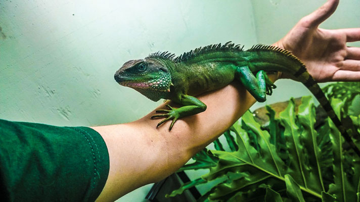 Jade Harley: Water DragonWater Dragons are semi aquatic, often hanging out in trees or vegetation near lakes and streams. They are incredible swimmers, and can stay submerged for long periods of time.