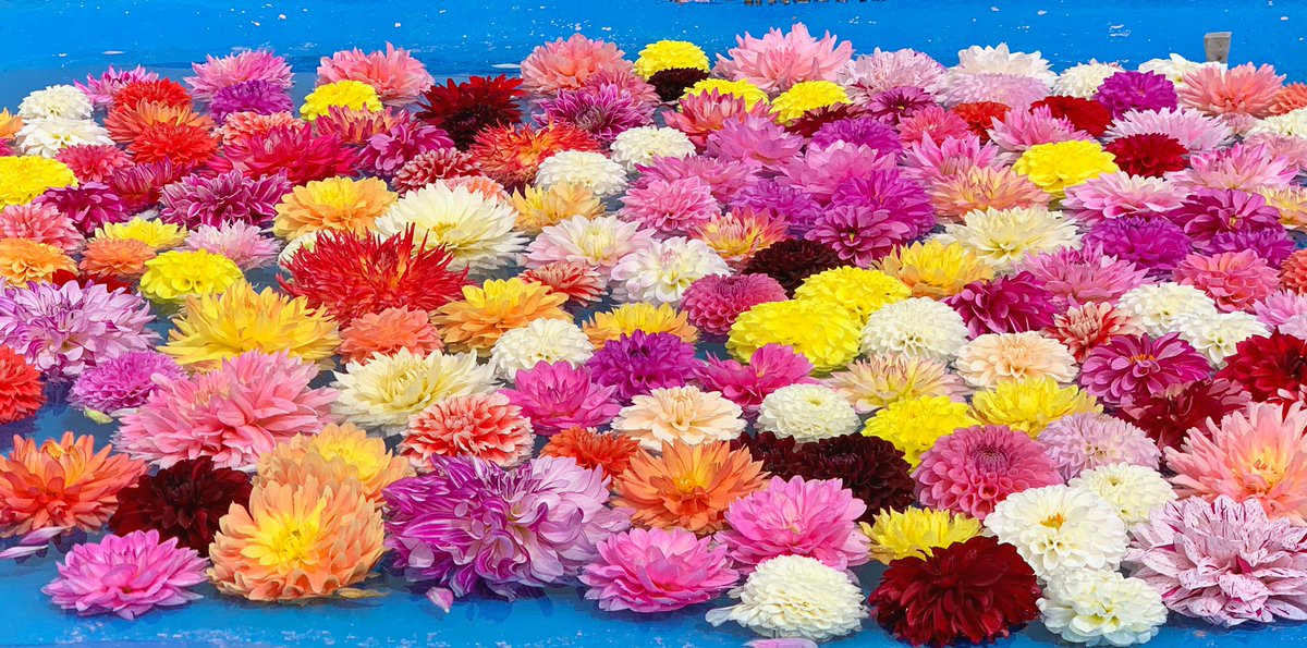 世羅高原農場 公式 ダリアプールなにいろが好き 世羅高原農場 ダリアとガーデンマム祭