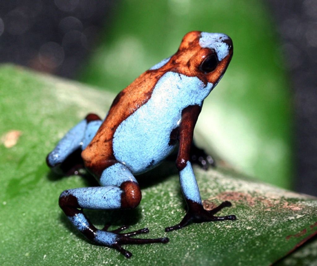 Jane Crocker: Harlequin Poison Dart FrogScientists have been able to make a painkiller 200 times more potent than morphine from the secretions of dart frogs. However, it is very close to a fatal dose of poison.