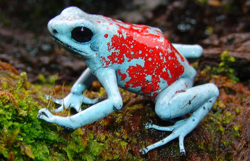 Jane Crocker: Harlequin Poison Dart FrogScientists have been able to make a painkiller 200 times more potent than morphine from the secretions of dart frogs. However, it is very close to a fatal dose of poison.