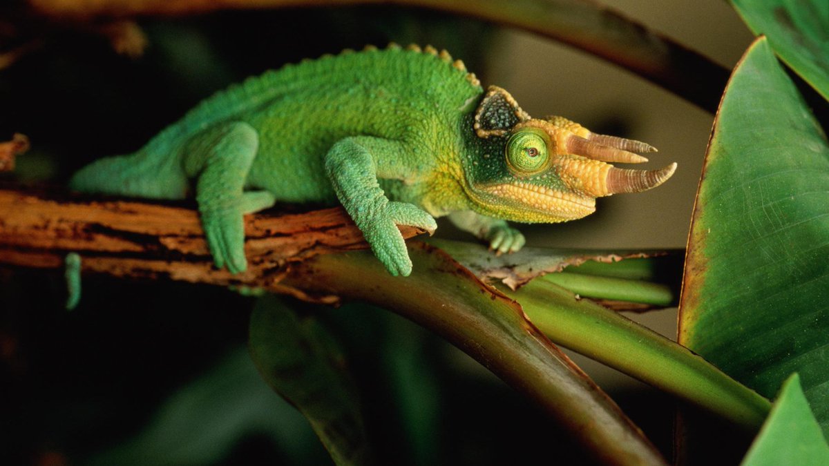 Dirk Strider: Jackson's Chameleon It is a myth that chameleons can blend into any color. Chameleons change color based on mood and temperature. When upset, the Jackson's Cham can turn almost completely black!