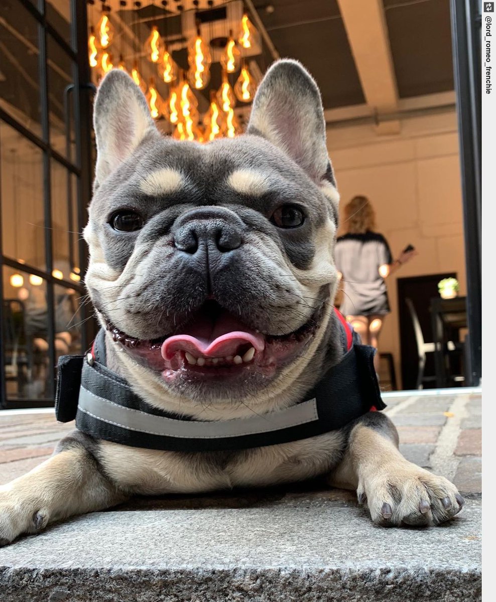 Unless your name is Google, stop acting like you know everything! #fridayvibes #fridaymood #frenchbulldog #ingloriousdogs #frenchie #frenchbulldog