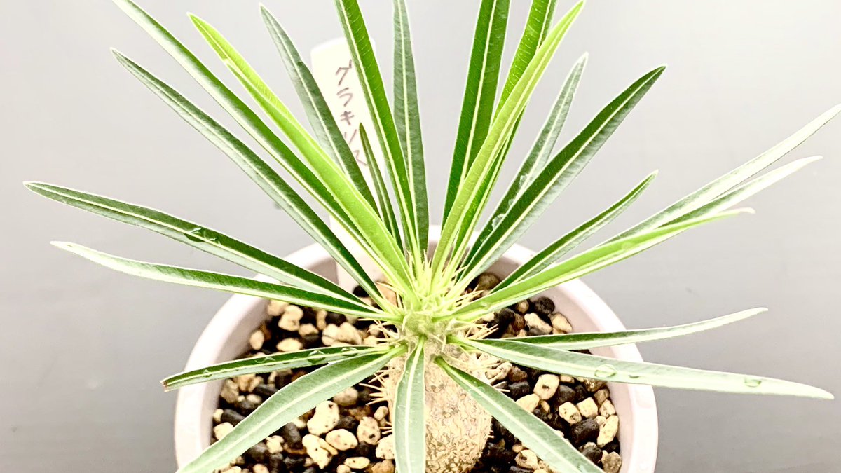 けた Diy多肉植物lover なかなか晴れ間が出ない天気ですが この子達は元気です 吉祥寺の美容院にて店前に置いてあったものを頼み込んで売ってもらいました 笑maison Magnifique メゾン マニフィック さん ありがとうございます 笑 パキポディウム