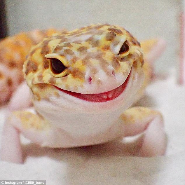Roxy Lalonde: Leopard GeckoLeopard Geckos store fat reserves in their large tails. If threatened, they can drop their tail and escape, completely re-growing it within only 30 days, faster than any other lizard.
