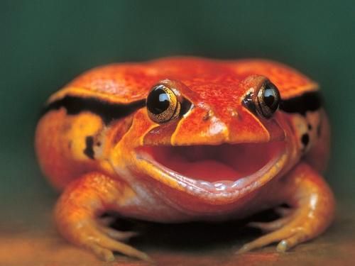 Aradia Megido: Tomato FrogTomato frogs bright red coloring is a warning. If something tries to eat them, they can secrete a toxic glue-like substance from their skin that makes the predator's face numb.