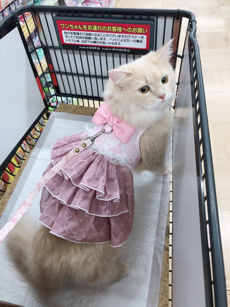 猫お出かけ Hashtag On Twitter