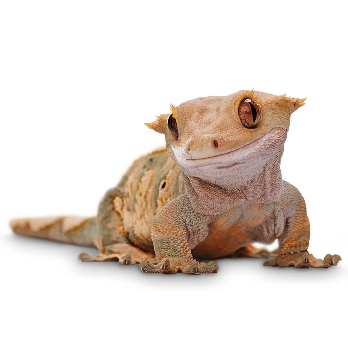 Tavros Nitram: Crested GeckoCresties are small, arboreal lizards that eat fruit and insects. Their only defense mechanism is to drop their tail, but unlike many other lizards, they cannot grow it back, leaving them with what many pet owners affectionately call frog butt.