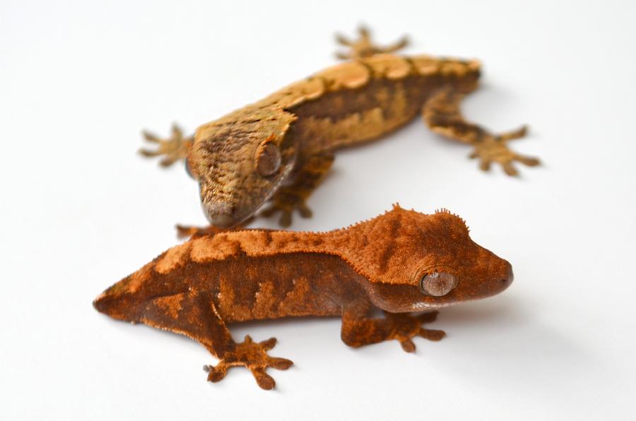 Tavros Nitram: Crested GeckoCresties are small, arboreal lizards that eat fruit and insects. Their only defense mechanism is to drop their tail, but unlike many other lizards, they cannot grow it back, leaving them with what many pet owners affectionately call frog butt.