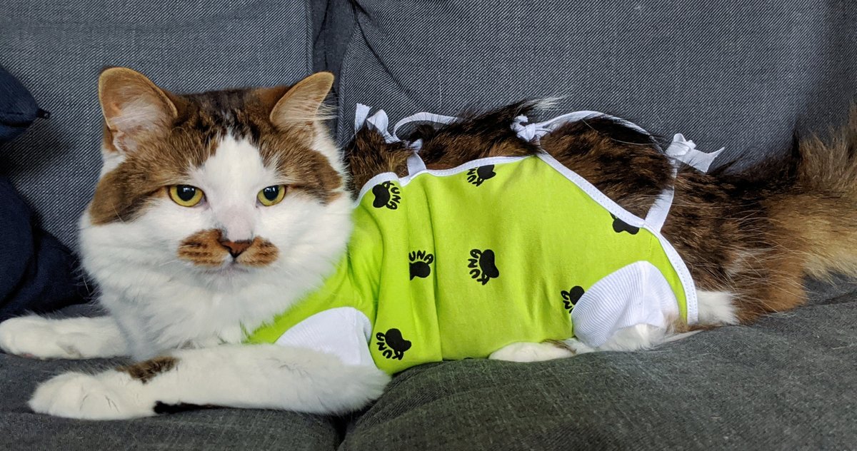 vetmedwear's tweet image. Our gown is designed with an open back to promote air circulation to the wound and prevent overheating! 😺⁠
.
.
#veterinarymedicine #felinesurgery #rescuecat