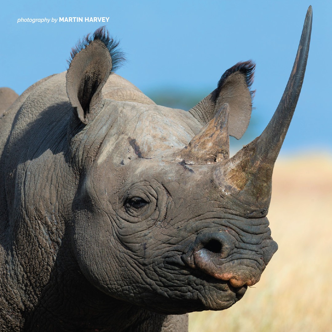 AWF has been working with Kenyan officials to support Ngulia Rhino Sanctuary since 1986. There are now more than 100 rhinos living in the refuge and there hasn't been a poaching incident since 2016. bit.ly/2ZZcWvX