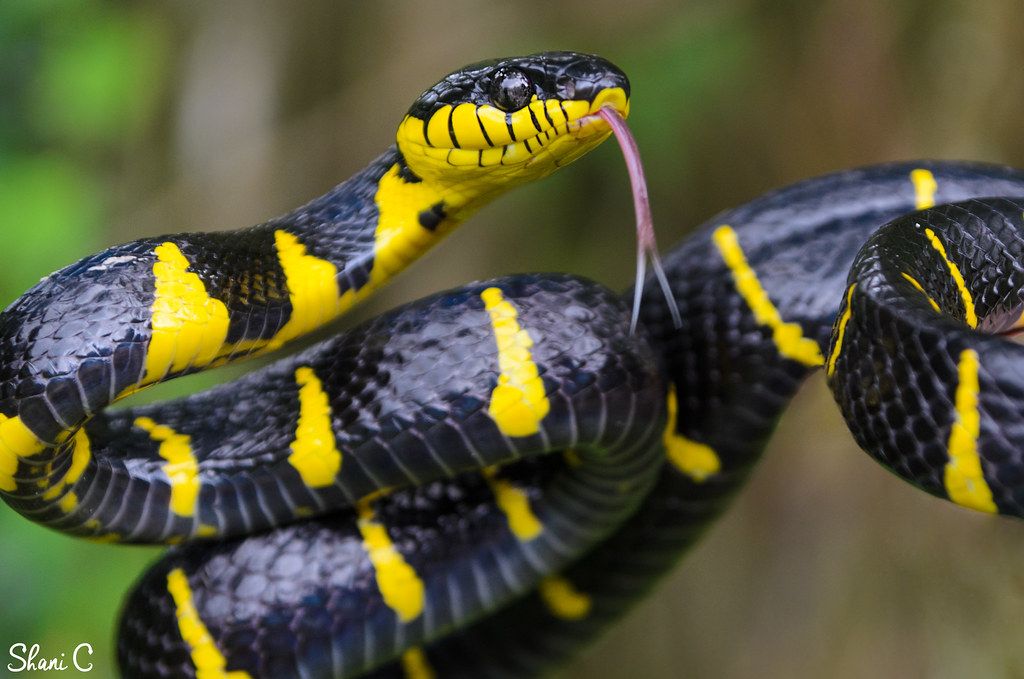 Sollux Captor: Mangrove SnakeThese venomous snakes are rear fanged, meaning envenomation is unlikely if you are bitten. Even so, their bites have never caused death.