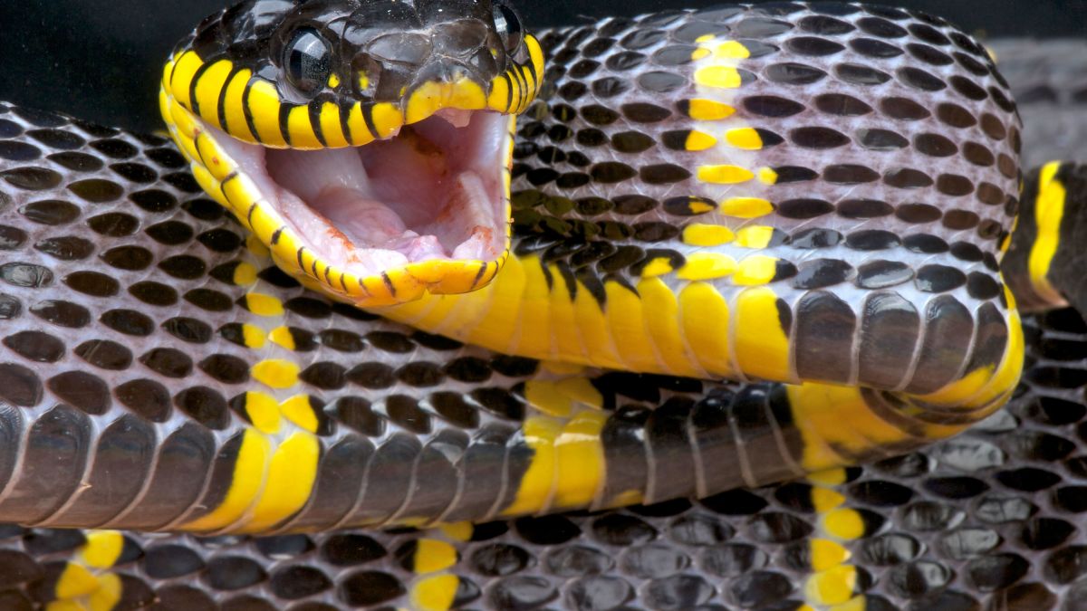 Sollux Captor: Mangrove SnakeThese venomous snakes are rear fanged, meaning envenomation is unlikely if you are bitten. Even so, their bites have never caused death.