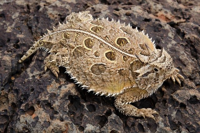 Karkat Vantas: Horned LizardAlso sometimes called Horny Toads, these desert dwelling lizards can spray blood from their eyes if threatened. They have a range of up to five feet!