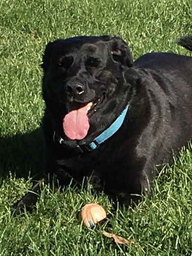 voxxsocks's tweet photo. @RepublicanBot1 Chase! He loves you! https://t.co/xpCpvG6yap