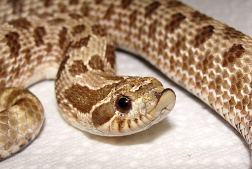 Nepeta Leijon: Western Hognose SnakeHognoses use their upturned nose to burrow. They have a very convincing display in which they roll over on their back and stick their tongue out, pretending to be dead.(it looks really funny)