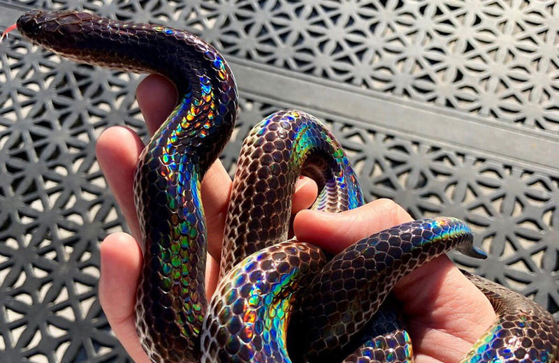 Kanaya Maryam: Sunbeam SnakeThese snakes have a special layer of pigmentation below the surface of each scale that gives them an amazing iridescence.
