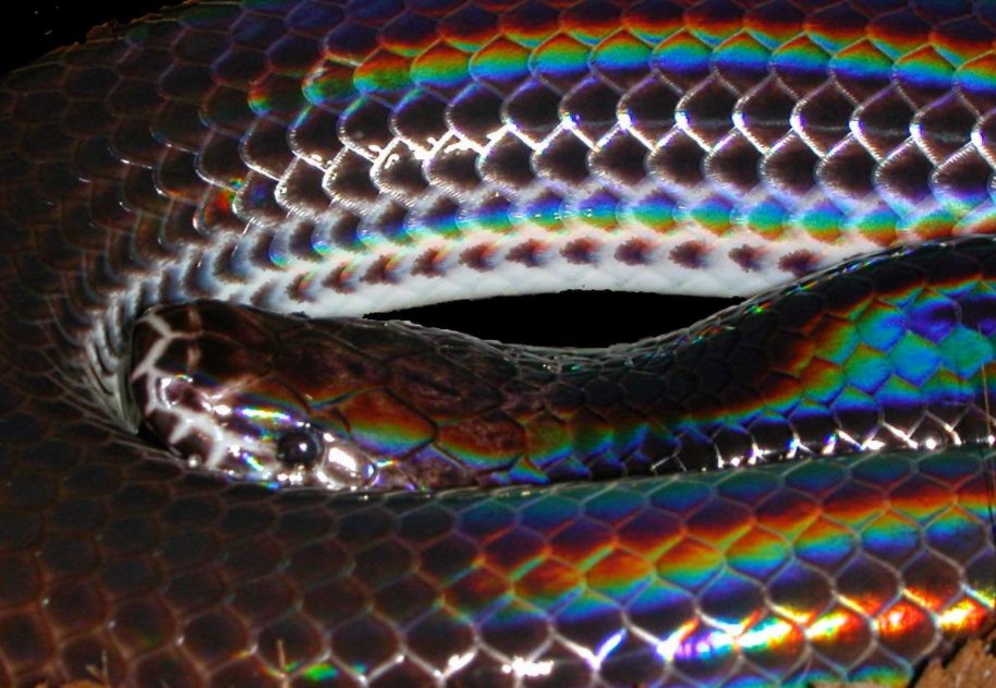Kanaya Maryam: Sunbeam SnakeThese snakes have a special layer of pigmentation below the surface of each scale that gives them an amazing iridescence.