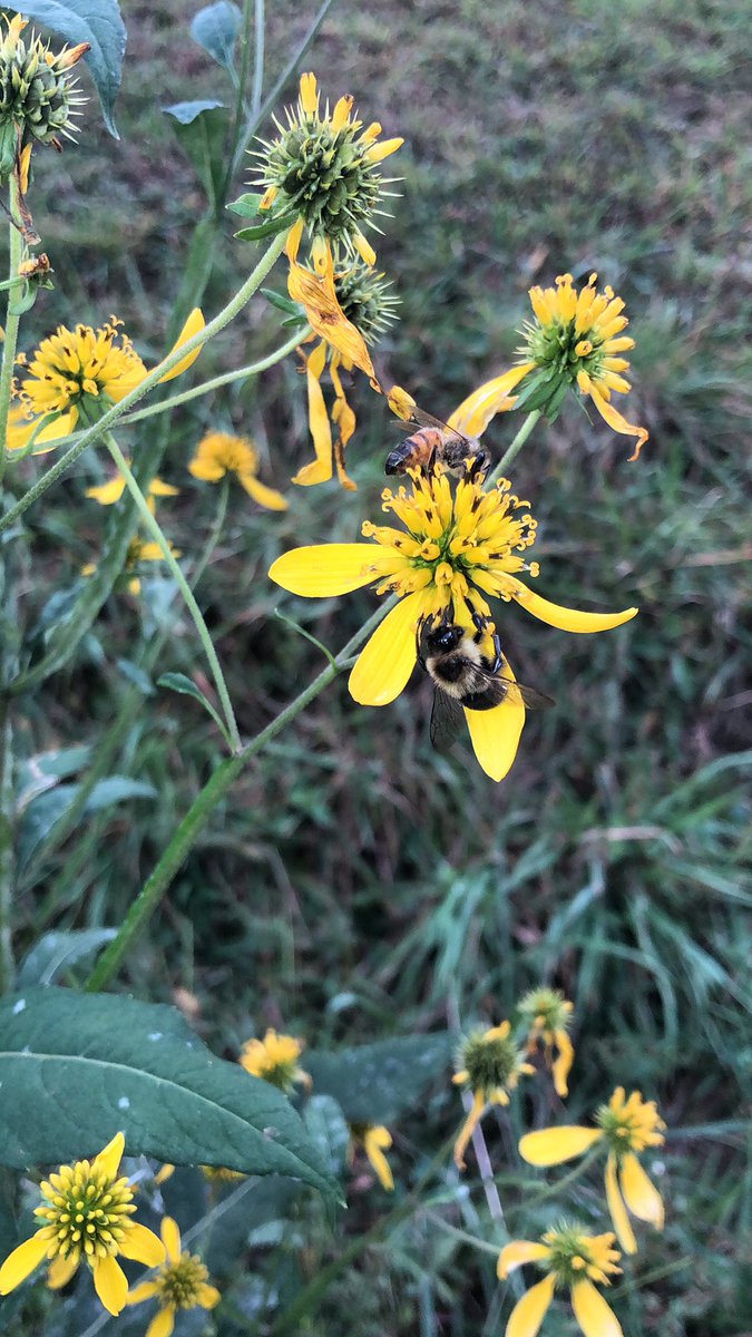 aprilverch's tweet photo. There is beauty all around when we stop long enough to enjoy it 🌺🍄🐝 #remindertoself #reminderforyou #nofilter #nature #godscreation I hope you find joy in your weekend, wherever you are & whatever you have to do. 💕 https://t.co/Cs3T45muq5
