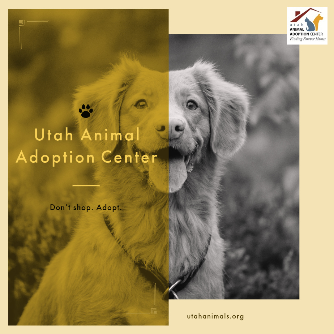 Strut your mutt is October 24th! 

Join our team here - support.bestfriends.org/site/TR/SYM202…

utahanimals.org/adopt

#utahanimals