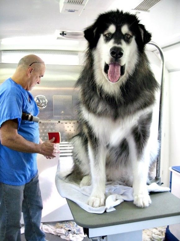もののけ姫の山犬みたい コラ画像と間違えそうな でっか い犬 話題の画像プラス
