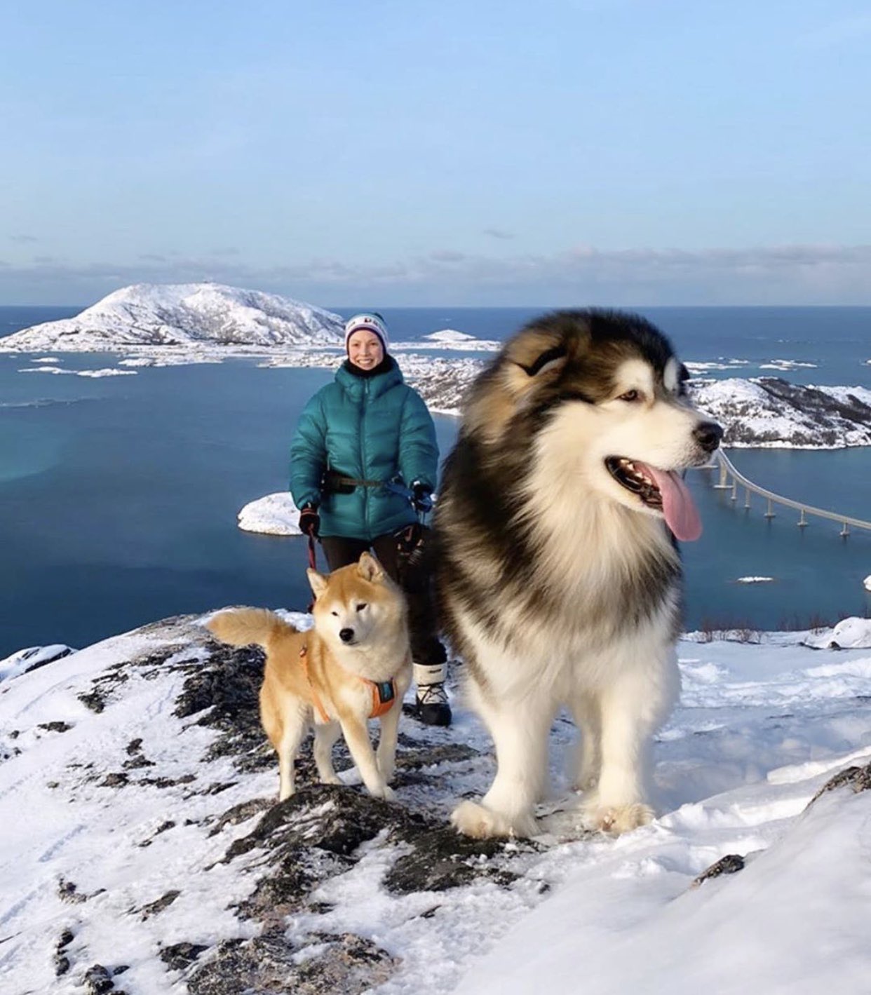 川上未映子 Mieko Kawakami 犬画像を見てて またまたあ と思ってたらアラスカンマラミュートという犬種だった すごい大きさ 子どもなら背中に乗って通学はもちろん旅できるレベル かわいい T Co Rkirhexhdj Twitter