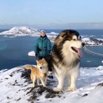 もののけ姫の山犬みたい!？コラ画像と間違えそうな、でっか~い犬!