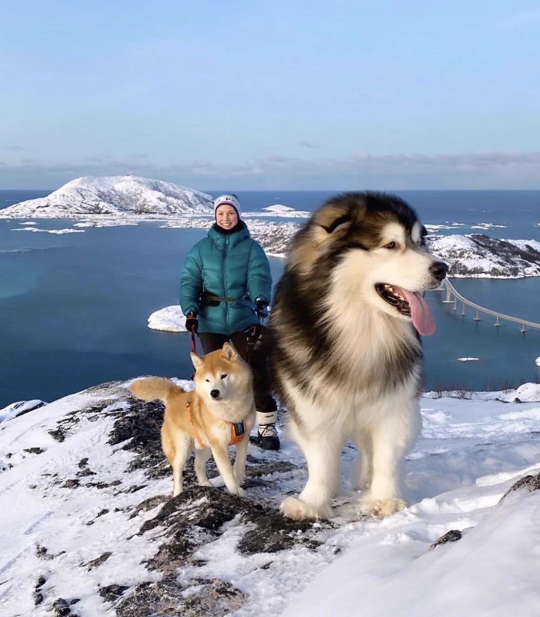 もののけ姫の山犬みたい！？コラ画像と間違えそうな、でっか~い犬！！