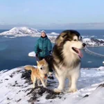 もののけ姫の山犬みたい!？コラ画像と間違えそうな、でっか~い犬!