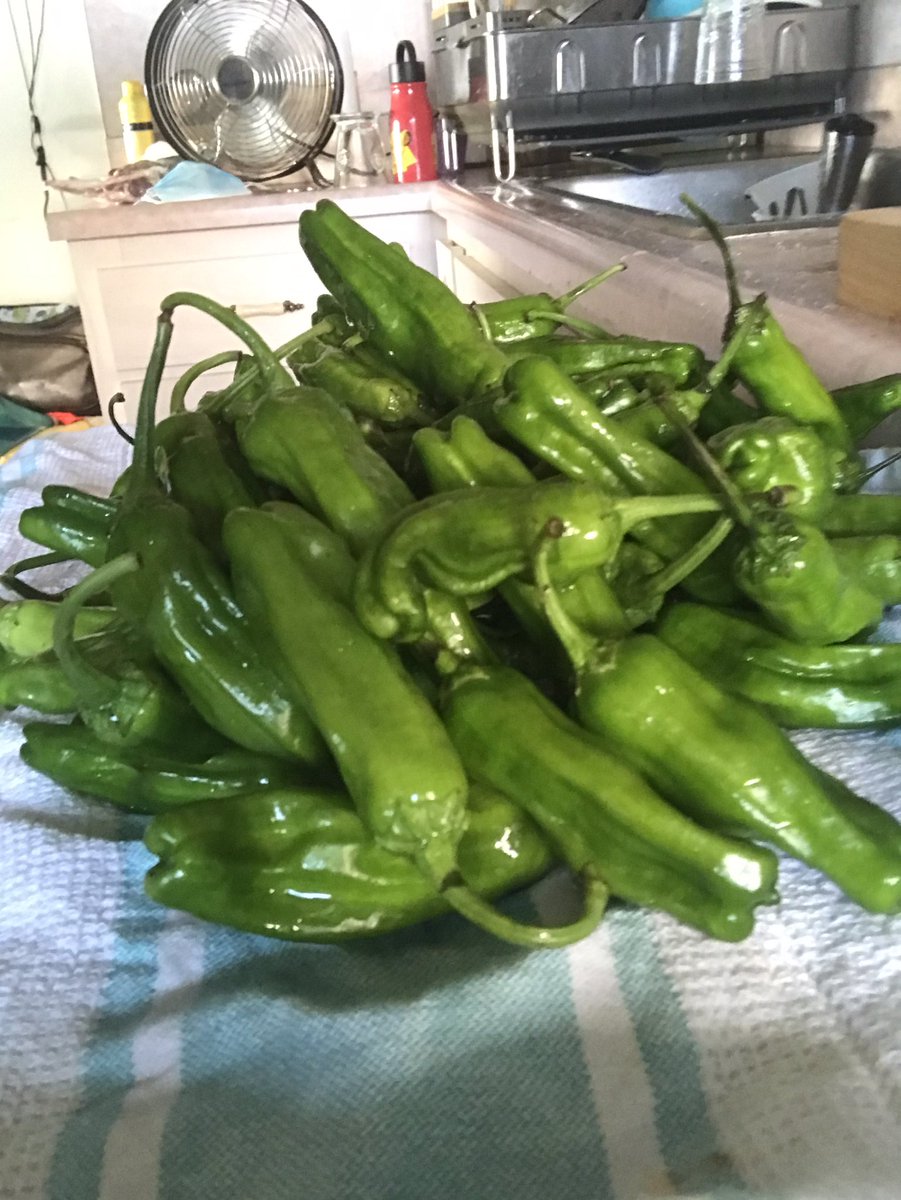 Shisito peppers. Or pimientos de padron if you prefer. About to hit the oil and the skillet. Some are hot, some are not. Or at least that’s what the menu used to say.