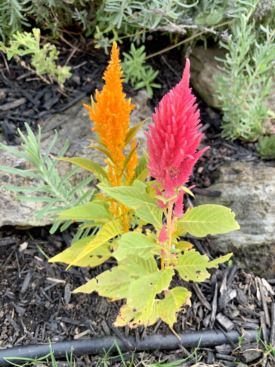 bernardreischl's tweet photo. More beautiful flowers and scenery here in Parc des Rapides. Words can’t describe how gorgeous it all is! #parcdesrapides #parcdesrapideslasalle🌊 #lasallewaterfront #naturewalks #fallweather #fallflowers #beautifulfallweather https://t.co/NXCrpTsrIq