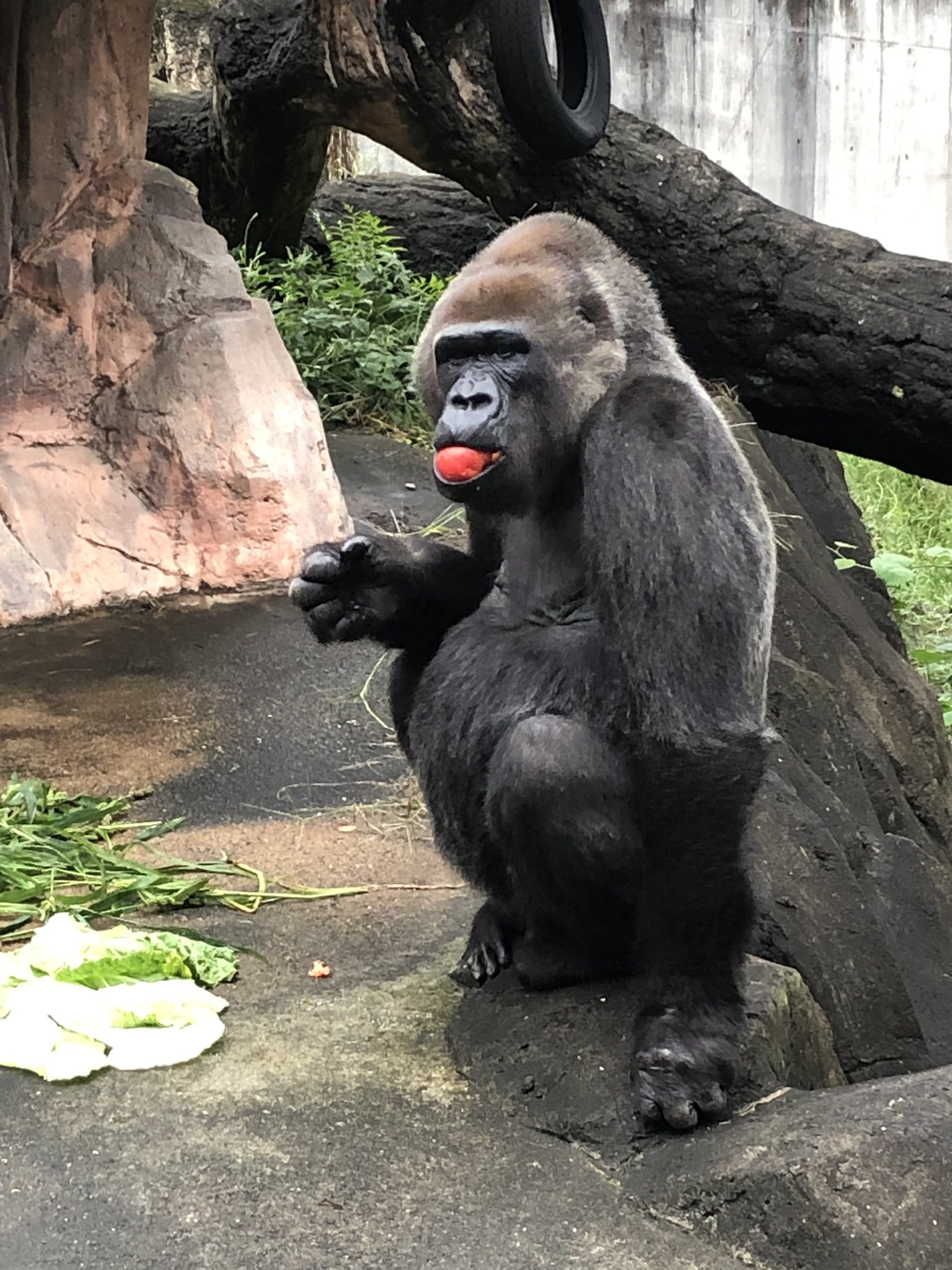 Twitter 上的 千葉市動物公園 公式 ゴリラ は少しでも小高い所に上がるのが好きです ウンチもそういう場所でするので 段差の下によく落ちています このローラの場合はただ濡れた場所が嫌なだけみたい どちらも濡れてますが まぁ気分の問題で 飼一 千葉市