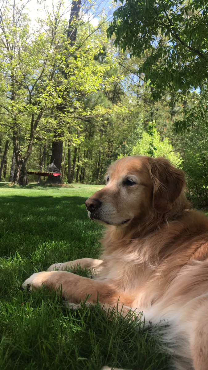 stevespo_'s tweet photo. Rest in Peace Lucy. Thank you for being the best dog ever. I will miss you forever and never forget you. ❤️ https://t.co/Nw34odbImp