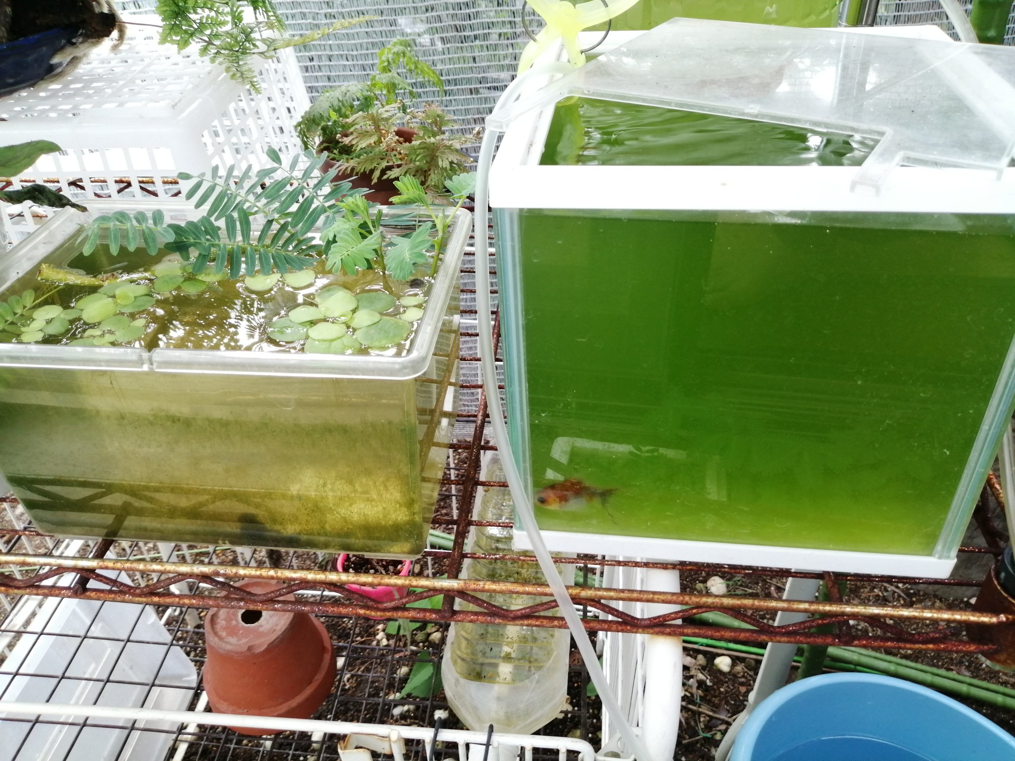 もるはむ 5 グリーンウォーターになって植物プランクトンが増えている水槽 弱アルカリ性 6 メダカのいる水草があるプラケース グリーンウォーターにはなっていない 5よりも気持ち青っぽさがある という感じで弱アルカリ性 T Co Rc6jvqhzi4