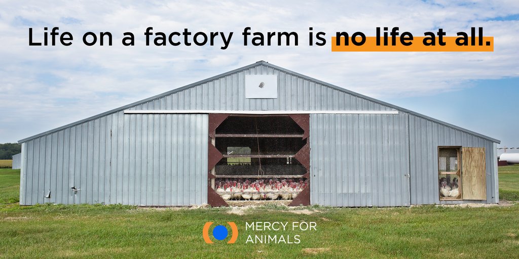 MercyForAnimals's tweet photo. Factory farms are hopeless places. https://t.co/zzHDz5Eqpm
