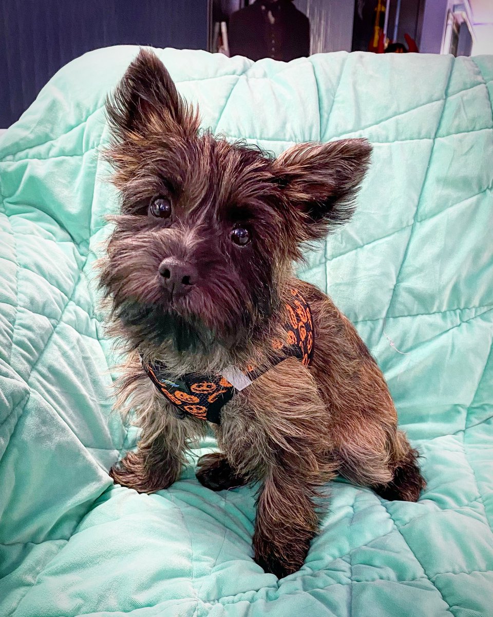 Toto! #Toto #wizardofoz #cairnterrier #cairnterriers