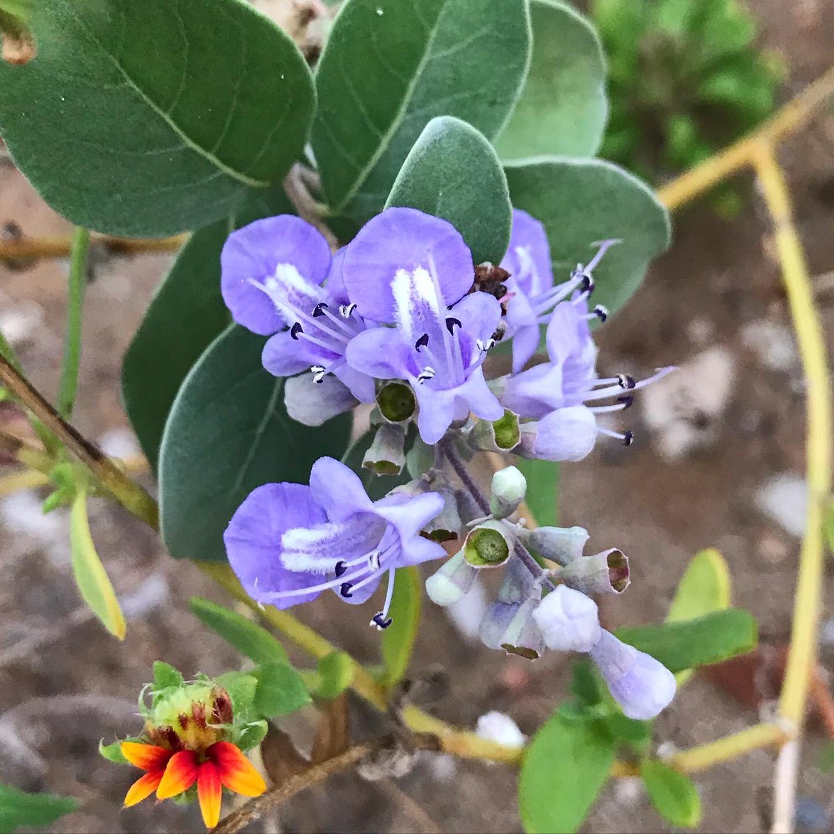 🦋Beach Clean Up🌊
🐠What I have learned🐠
🐠What I will do in the future🐠
🐠My thoughts🐠 #beachcleanup #worldcleanupday2020 #cleanup #environment #ocean #beach #flower 
instagram.com/p/CFnv1bZBsY-/…
