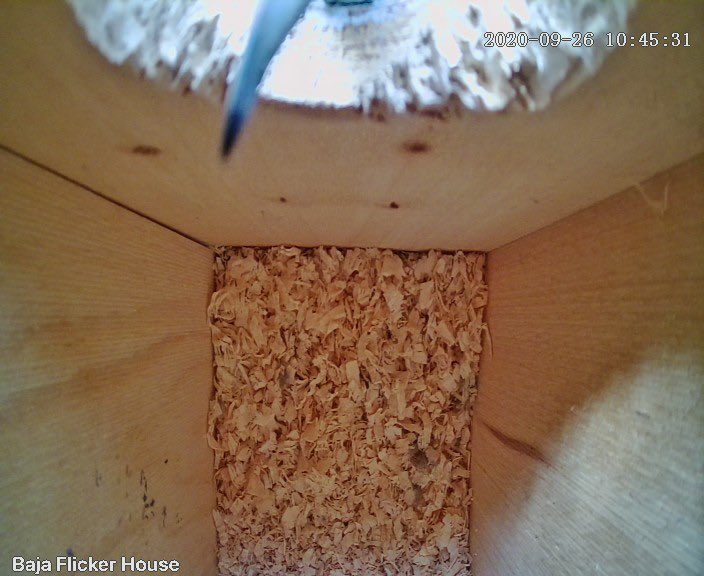 Original Flicker is back in the nest box after a hard day of flickering.Someone showed up midmorning but just poked their beak in tentatively so I never saw who it was